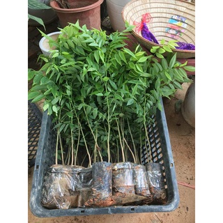 cây giống sưa đỏ