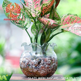 B7 - BÌNH THỦY TINH NUÔI CÁ ĐỂ BÀN, CHẬU CÁ THỦY TINH MINI, BÌNH THỦY TINH TRỒNG CÂY THỦY SINH