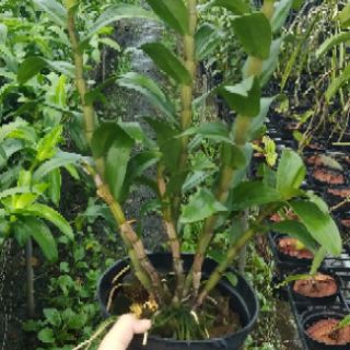 Hoa lan Dawm Mari chậu lớn đang nụ