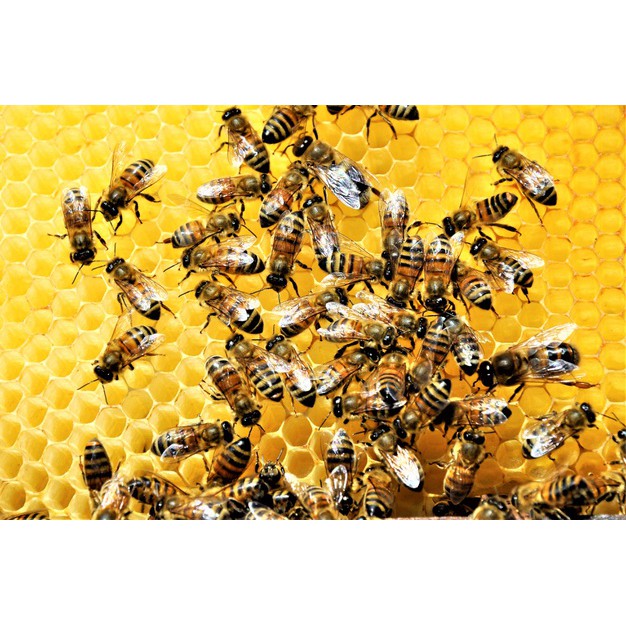 Giá sỉ 10 lít mật ong hoa cà phê nguyên chất từ trại rừng hoa cà phê - Mật ong Họ Hồ - Mật thật giá trị thật
