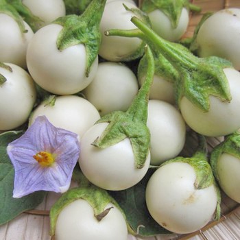 Hạt Giống Cà Pháo Trắng (1g)