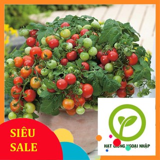 Hạt giống cà chua cherry lùn đỏ 30 hạt HAT F1