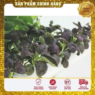 Hạt giống Cải chit