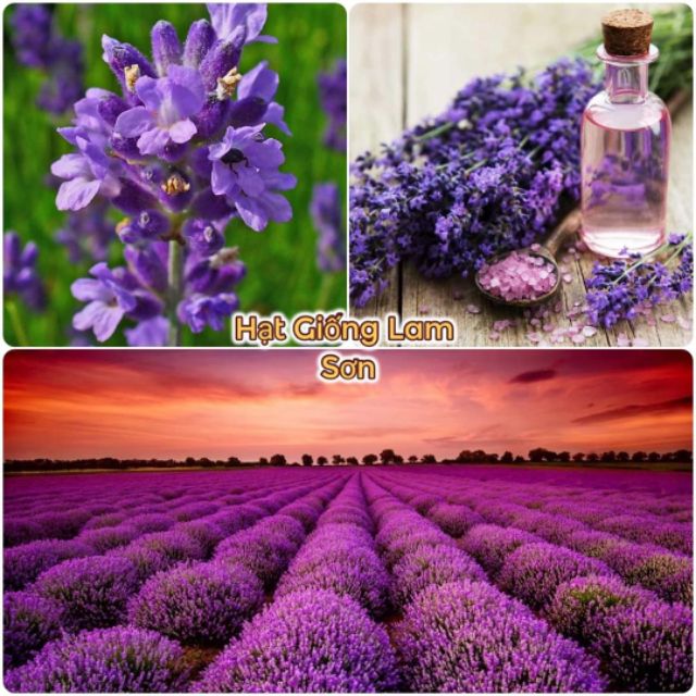 HẠT GIỐNG HOA OẢI HƯƠNG TÍM ( LAVENDER ) - Loài Hoa Thơm Ngát, Nhiều Người Lựa Chọn Nhất.