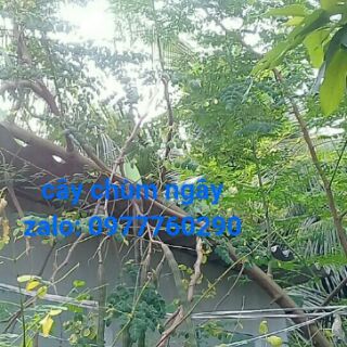 hạt chùm ngây(2 hạt)