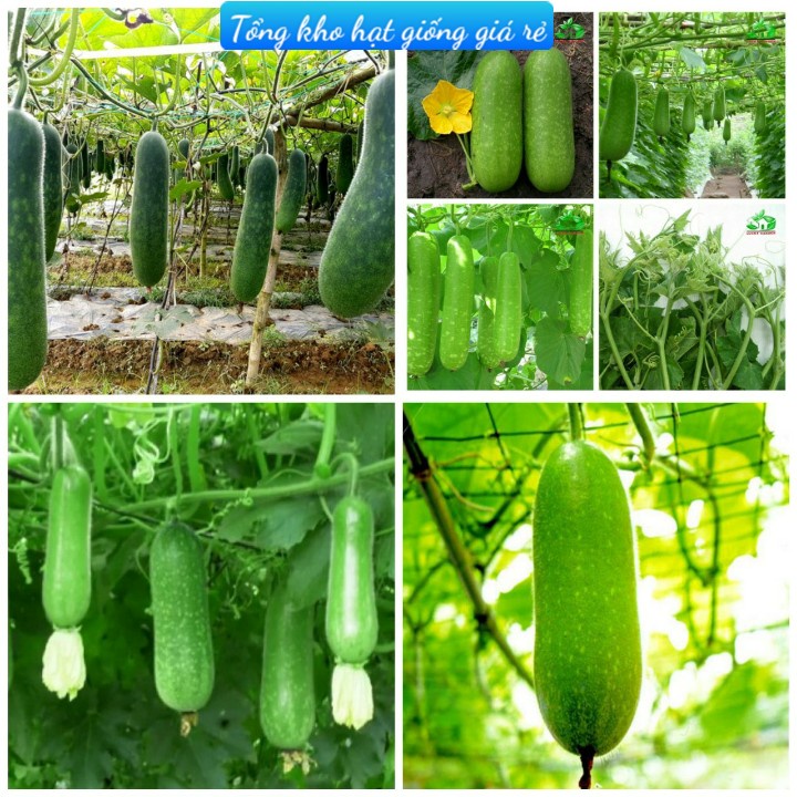 (Gói 15 hạt)Hạt giống bí đao siêu trái ,dễ trồng kháng bệnh tốt năng suất cao-Tổng kho hạt giống giá rẻ