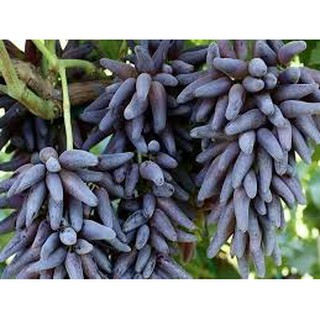 HẠT GIỐNG NHO MÓNG TAY - 10 hạt/ gói