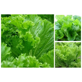 HẠT GIỐNG CẢI BẸ MÀO GÀ - CẢI TRĂM LÁ