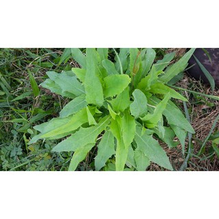 Bồ Công Anh khô 1kg