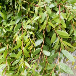 Dầu tràm Huế nguyên chất