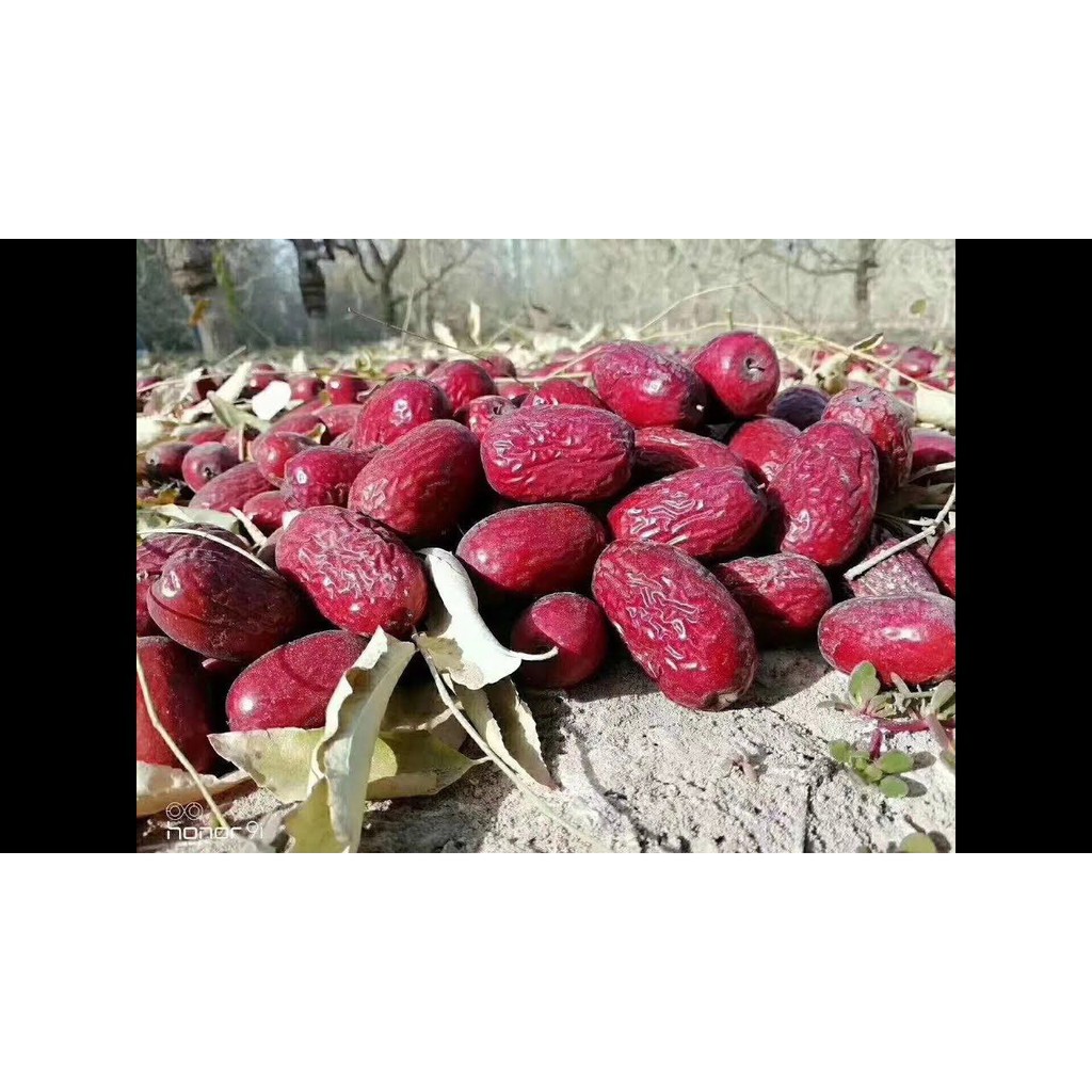 Táo Đỏ Tân Cương - Táo bụi thuận tự nhiên