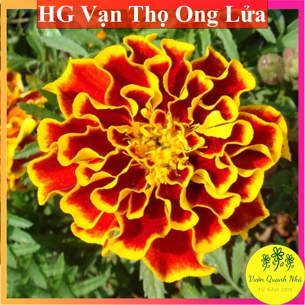 Hạt Giống Cúc Vạn Thọ Ong Lửa - Bông To, Dễ Trồng - Gói 300 Hạt - Vườn Xanh