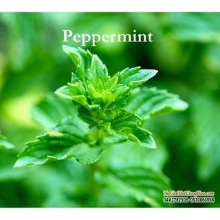 Hạt giống Bạc hà peppermint
