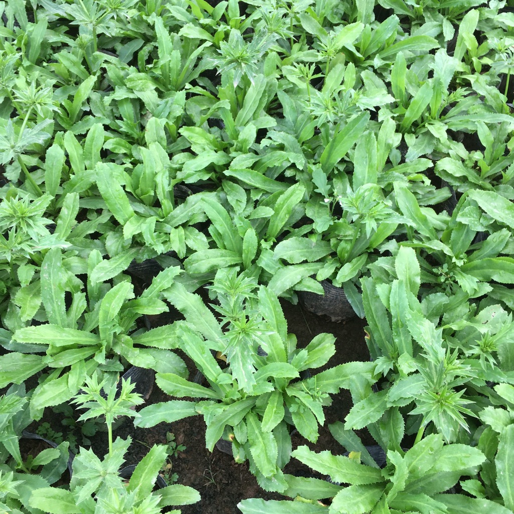 Cây Rau Mùi Tàu  Trồng Sẵn Bầu Đen