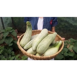 Hạt giống dưa chuối thơm