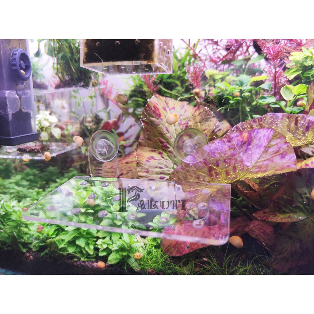 Giá thể hít kính mica show cây bucep cho hồ thủy sinh