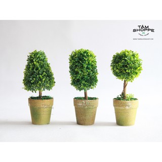 Chậu cây cổ thụ xanh Vintage TTTM