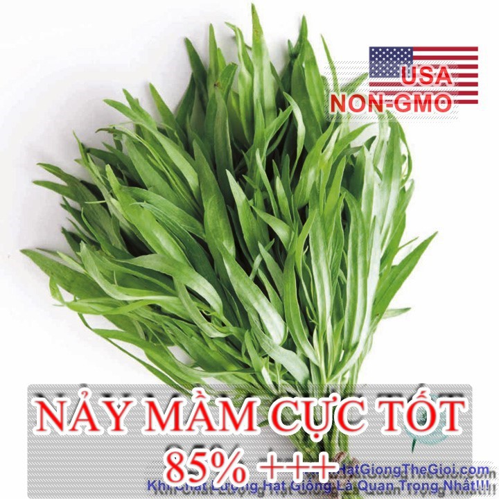 100h Hạt Giống Ngải Giấm Tarragon Nga (B3.501| C26*X31)