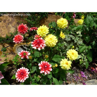 Hạt Giống Hoa Thược Dược Mix - 20 Hạt