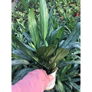 giá gốc - CHẬU CÂY NGÂN HẬU (cây giữ tiền)