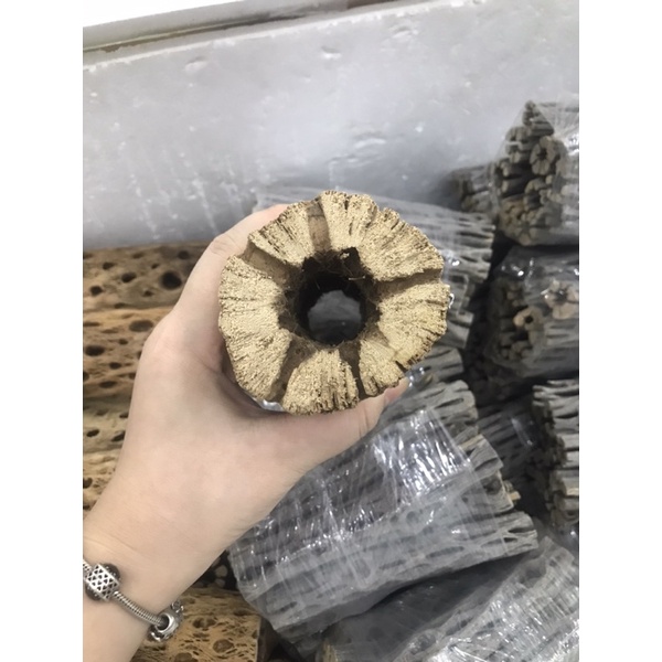 Lũa Teddy Bear Cholla | Đồ Chơi Tép Cảnh