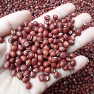 Đậu đỏ( xích tiểu đậu)