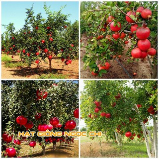 Hạt Giống Cây Lựu Lùn - 10 Hạt