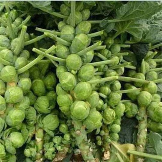 Hạt giống Bắp cải tí hon (Gói 0.5gr)