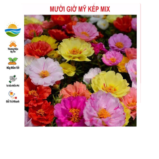Hạt giống hoa mười giờ mỹ kép mix 200 hạt