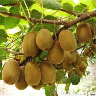 Cây giống kiwi 6 tháng ra quả