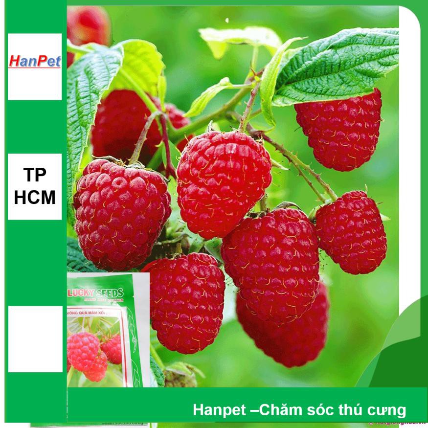 HCM-(HOA TRONG NHÀ) Hạt giống Hạt giống quả Mâm Xôi (loại quả đỏ tươi )(Phúc Bồn Tử đỏ) (combo 30 hạt) phù hợp