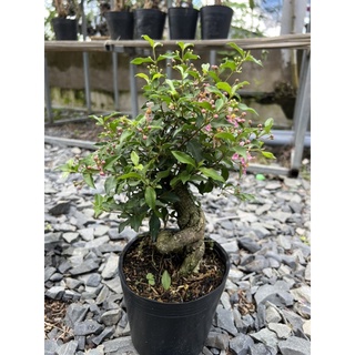 Cây bonsai Hồng ngọc mai