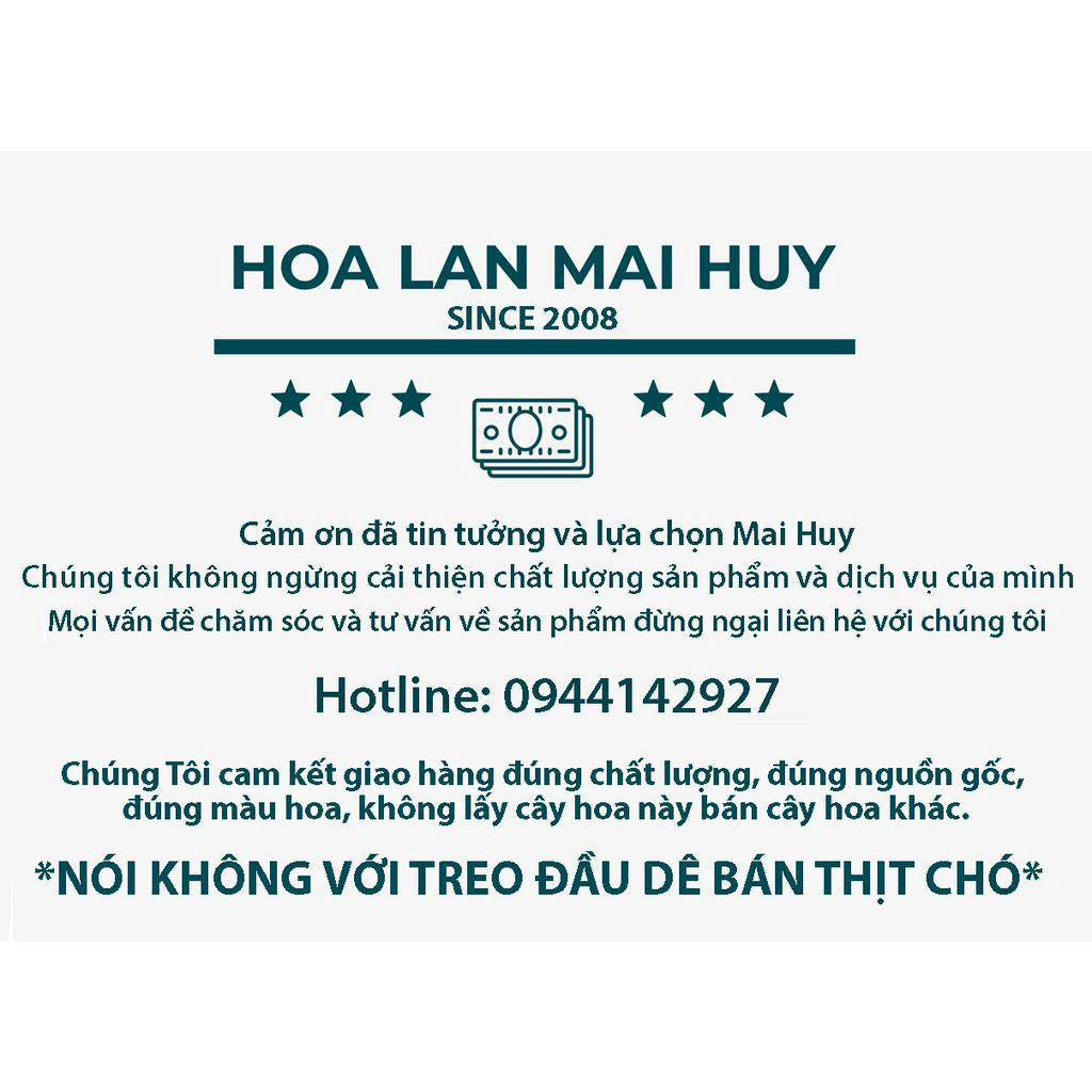 CHẬU LÀM TỪ GỖ VÚ SỮA - CHẬU KIỂU HOA MAI