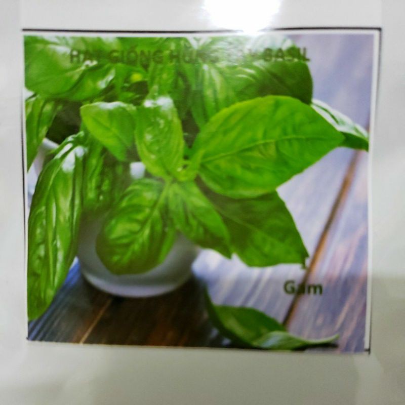 Hạt giống húng tây ngọt(BASIL - húng quế ngọt)