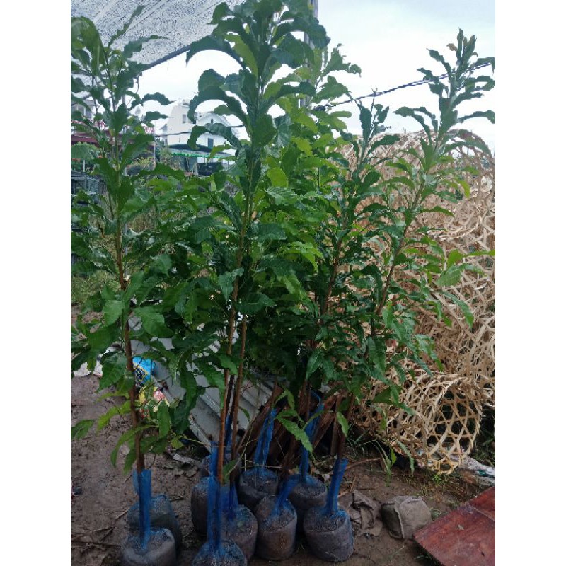vú sữa  hoàng  kim choai