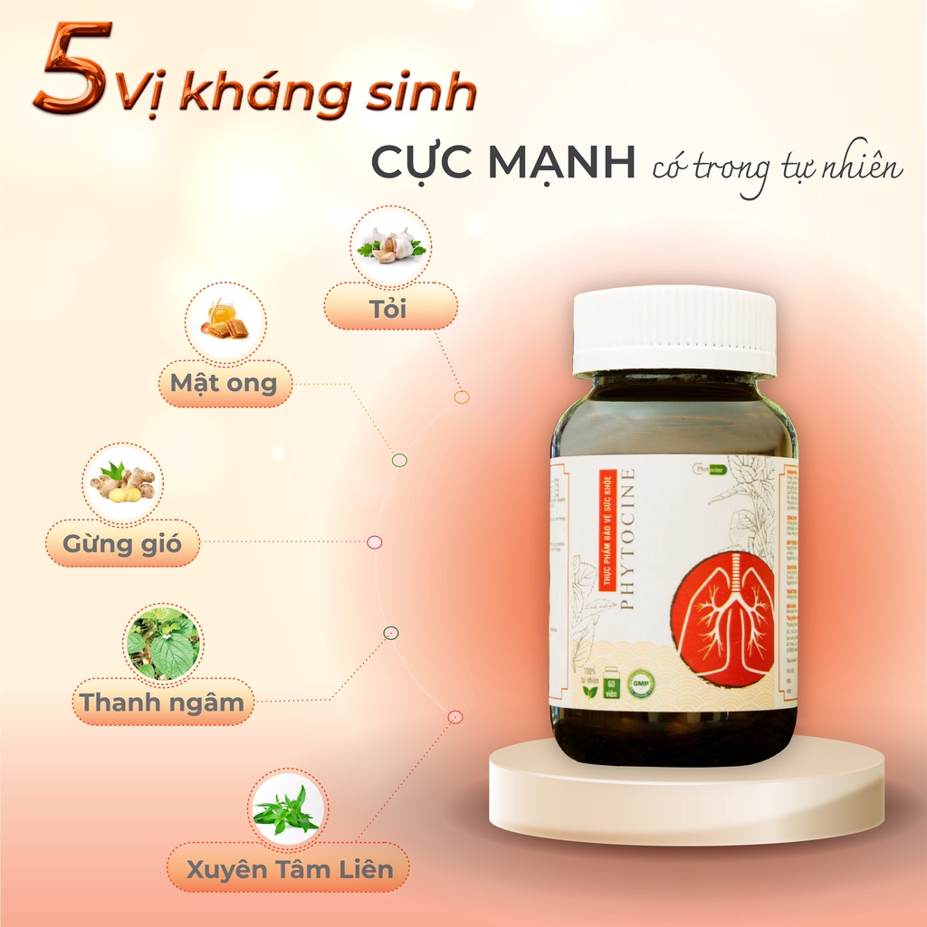 Viên uống chiết xuất xuyên tâm liên phytocine - 3T Đức Thịnh Group - hỗ trợ bảo vệ và chăm sóc hệ hô hấp