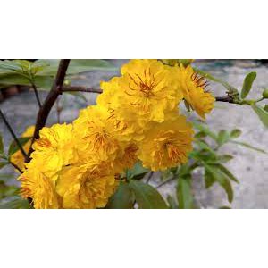 CÂY GIỐNG MAI VÀNG CÚC THỌ HƯƠNG