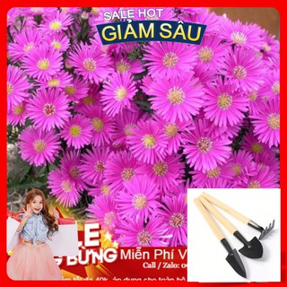 Hạt Giống Hoa Thạch Thảo Mix - 50 Hạt / Gói - Tặng Kèm Bộ Dụng Cụ Trồng Cây Mini