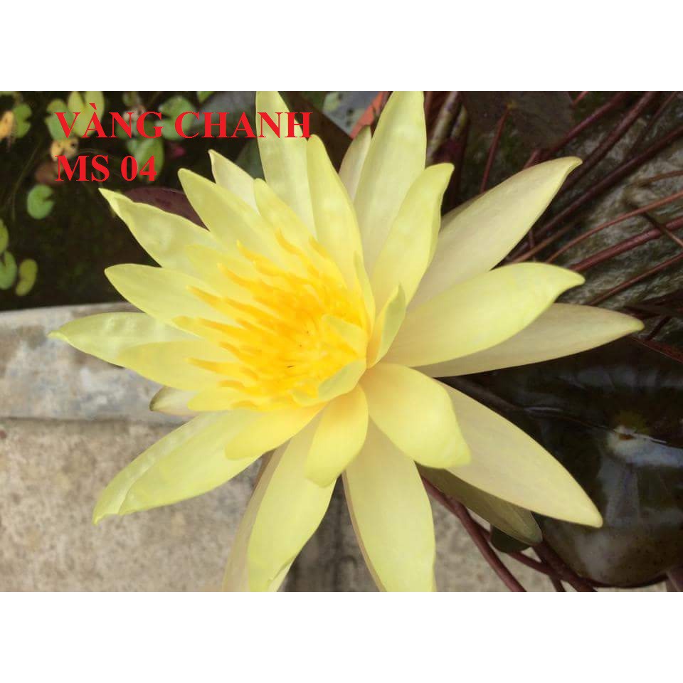 Combo 4 cây to Hoa Súng Thái Lan mix màu CB2