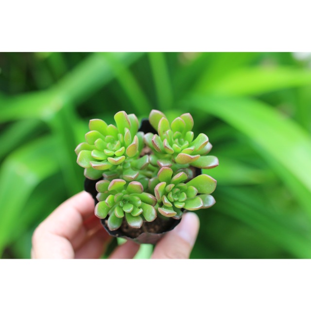 Sen đá sedum cam 5-7cm - Vườn sen đá