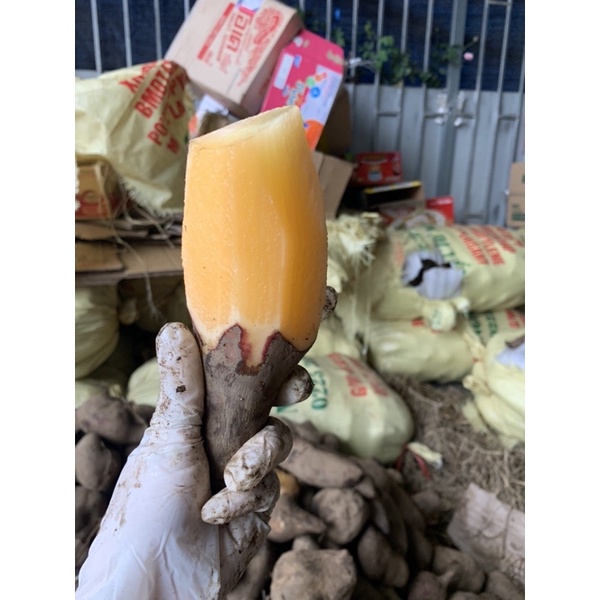 3kg Củ Sâm Đất ( Hoàng Shin Cô ) Chuẩn Y Tý Bát - Xát Việt Nam