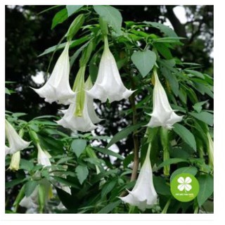 Cà độc dược (gói 1kg khô) - VTT281