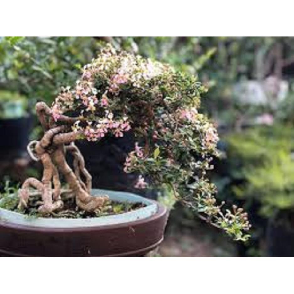 CHẬU CÂY Hồng ngọc mai bonsai , CHẬU CÂY LỚN ĐẸP, GIÁ RẺ , cam kết uy tín chất lượng