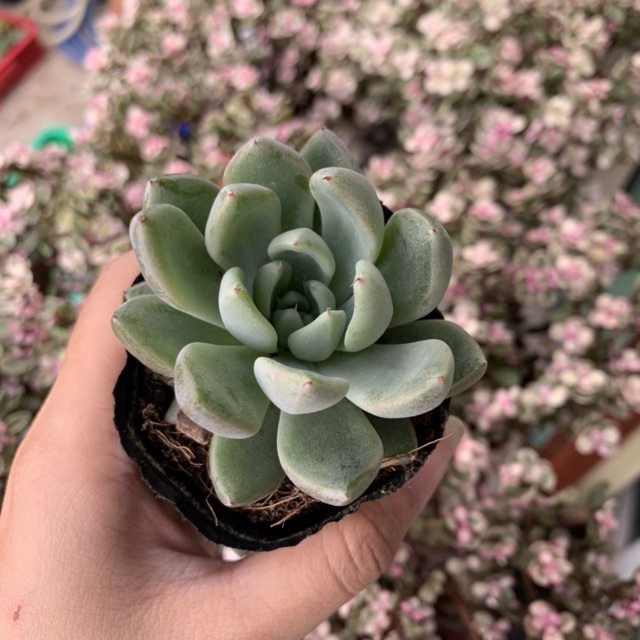 SEN ĐÁ CÚC ĐÁ FREESHIP  ĐÃ THUẦN XỨ NÓNG SIU CUTE CHUẨN SIZE BẦU