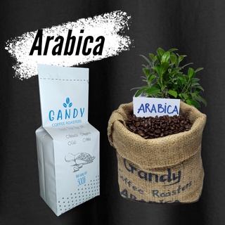 Cà phê arabica cầu đất 500g