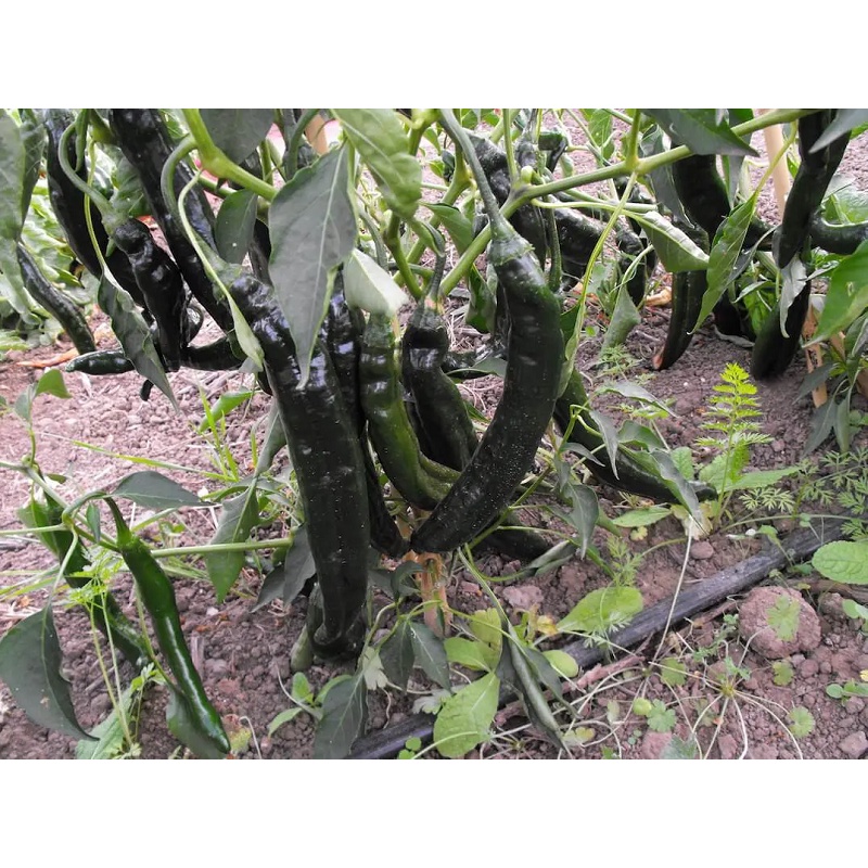 Hạt giống ớt sừng_Ớt tiêu xanh đen siêu cay nhập Thái Lan nguyên gói 0.5gr (~90 hạt) (Dark green pepper)