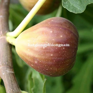 5H - HẠT GIỐNG SUNG MỸ