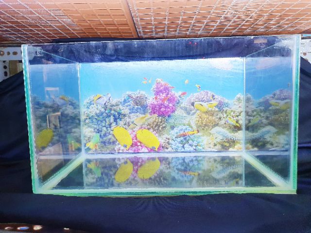 BỂ CÁ 39X23X23 KÍNH DÀY 5 LY KHÔNG KIỀNG DÁN TRANH SẴN