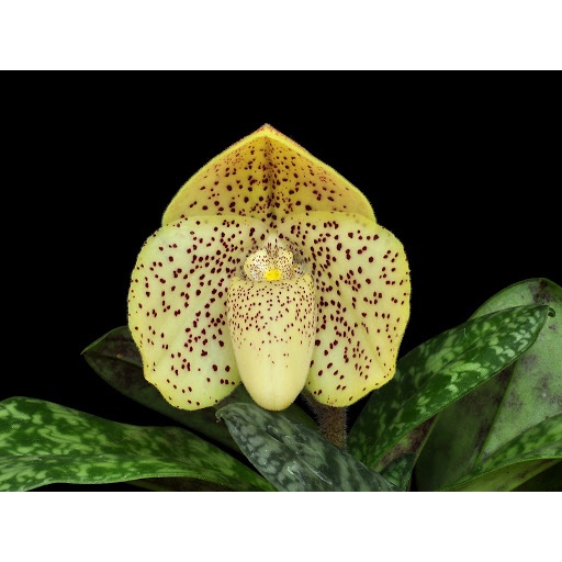 Lan hài đốm - Paphiopedilum concolor