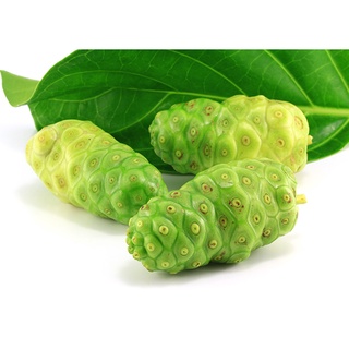 Hạt giống cây trái Nhàu - gói 50 hạt
